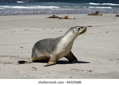 Australian Sea Lion (Neophoca Cinerea)  At Seal Bay, Kangaroo Island, South Australia