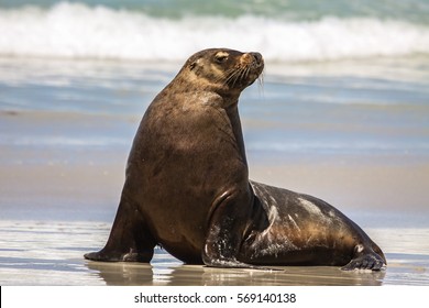 Australian Sea Lion On The Beach Sitting Upright, Seal Bay, Kangaroo Island, South Australia