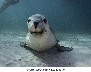 Australian Sea Lion Resting On The Sandy Bottom, Neptune Islands, South Australia.