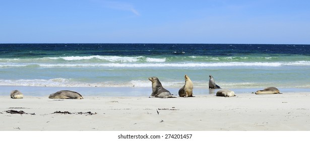 Australian Sea Lion, Seal Bay, Kangaroo Island, South Australia