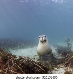 Australian Sea Lion Underwater At Neptune Islands, South Australia.