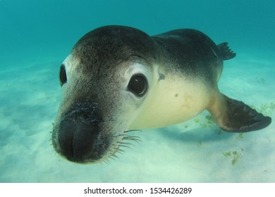 Australian Sea Lion Underwater Portrait Photo 