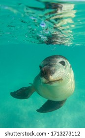 Australian Sea Lion Underwater Portrait Photo 