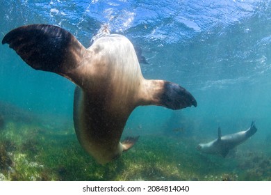 Australian Sea Lions can be found along the coast in Western Australia. There are a few haul out sites in Jurien Bay where the Sea Lions are accustomed to playing with tourists. 