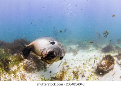 Australian Sea Lions can be found along the coast in Western Australia. There are a few haul out sites in Jurien Bay where the Sea Lions are accustomed to playing with tourists. 