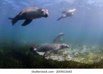 Australian Sea Lions live on small islands off the coast of Western Australia. In Jurien Bay people have the chance to interact with these playful Sea Lions. 