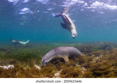 Australian Sea Lions live on small islands off the coast of Western Australia. In Jurien Bay people have the chance to interact with these playful Sea Lions. 