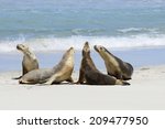 Australian Sea lions, Seal Bay, Kangaroo Island, South Australia