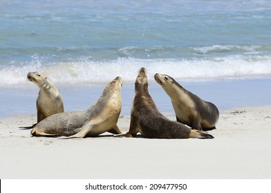 Australian Sea Lions, Seal Bay, Kangaroo Island, South Australia