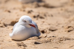 Australian Seagull Under The Sun On Coogee Beach