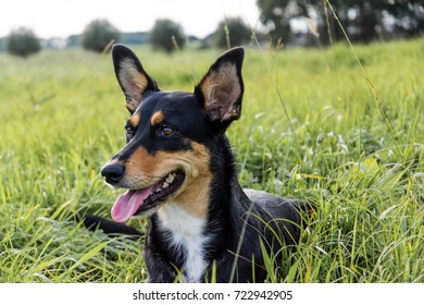 Australian sheep dog in a field - Shutterstock ID 722942905