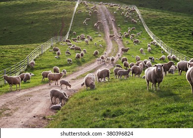 Australian sheep and lambs back lit on a fenced grassy farm road.
