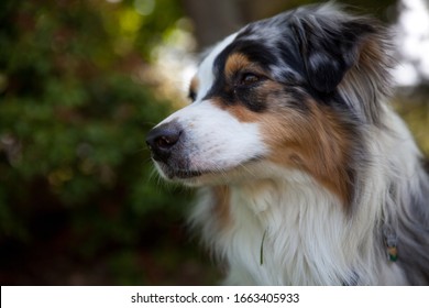 Australian Shepard Dog Gazing Off 