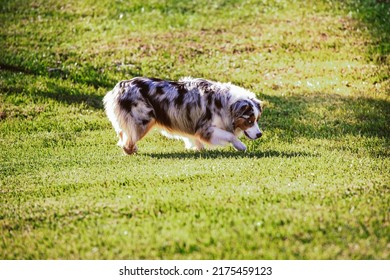 Australian Shepard Dog In Grass. 