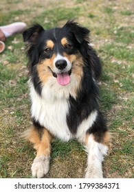 Australian Shepard Dog On Meadow