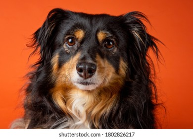 Australian Shepard Dog In The Studio