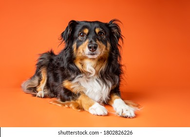 Australian Shepard Dog In The Studio