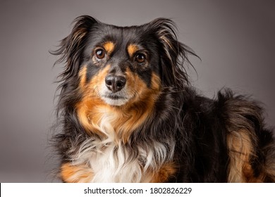 Australian Shepard Dog In The Studio