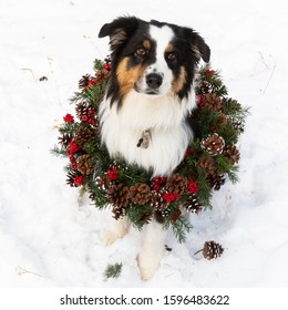 Australian Shepard Dog Wearing Christmas Wreath In The Snow