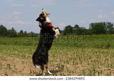 Australian shepher dog playing with ball