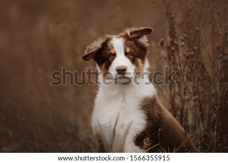 australian shepher puppy portrait outdoors in autumn