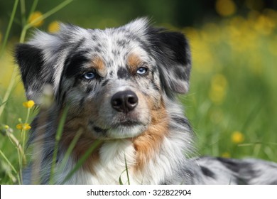 Australischer Schaferhund Images Stock Photos Vectors Shutterstock