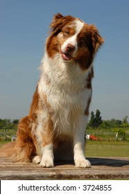 australian shepherd