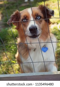 Australian Shepherd Behind Fence