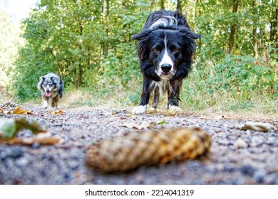 An Australian Shepherd And A Border Collie In The Nature