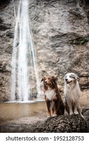 Australian Shepherd And Border Collie On The Trip