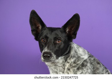 australian shepherd breed dog looking straight ahead, close up shot on a purple isolated background.