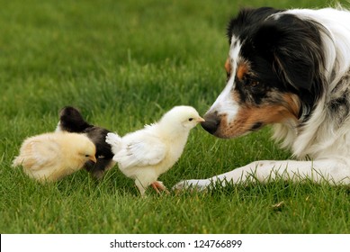 Australian Shepherd and Chick A herding dog being very gentle with baby chicks