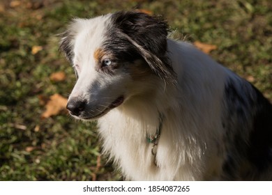  Australian Shepherd Closeup Portrait In Autumn Forest