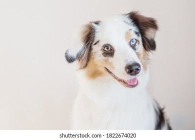  Australian Shepherd Closeup Portrait On Light Gray Background. 