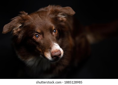 Australian Shepherd Closeup Top Portrait