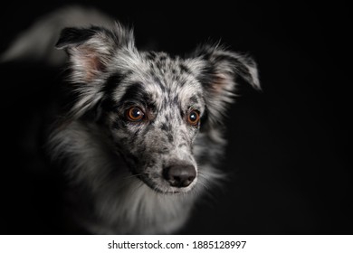 Australian Shepherd Closeup Top Portrait