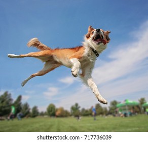 an australian shepherd collie jumping high in the air in a wide angle shot playing and fetching a frisbee disc 