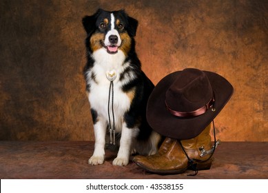 Australian Shepherd With Cowboy Gear On Mottled Brown Backdrop