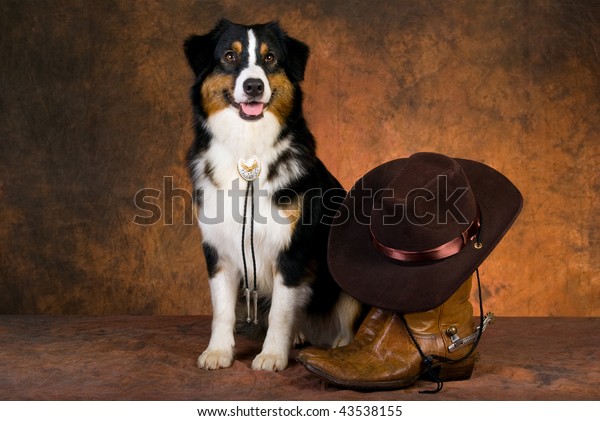 australian shepherd gear