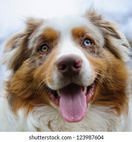 Australian Shepherd Cute Face Look From Closeup View