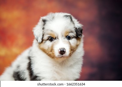 Australian shepherd cute little puppy - Shutterstock ID 1662351634
