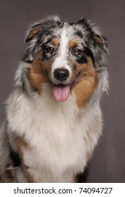 Australian Shepherd Dog 10 Months Old Stock Photo 74094727 | Shutterstock