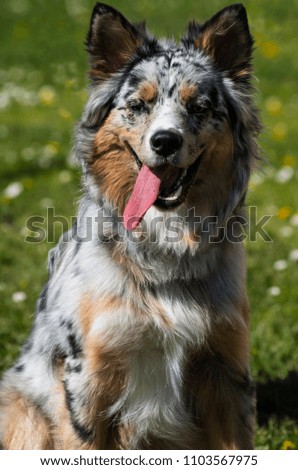 Similar – Dog breed Bernese Mountain Dog