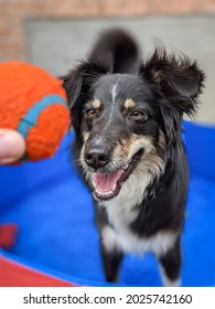 Australian Shepherd Dog In Backyard Pool With Toy Ball