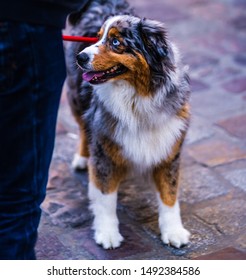 Australian Shepherd Dog With Blue Eyes And Colorful Fur Walking On Street On A Lead. 