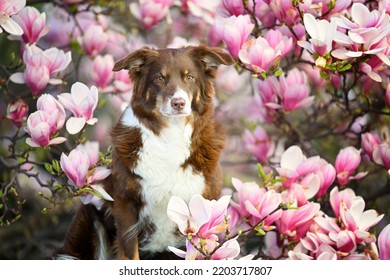 are magnolia trees toxic for dogs