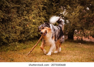 australian shepherd dog carrying a stick, chewing and playing with it outside
