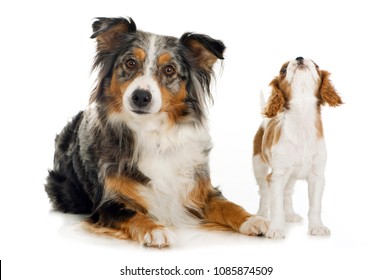 Australian Shepherd Dog And Cavalier King Charles Puppy Isolated On White Back Ground