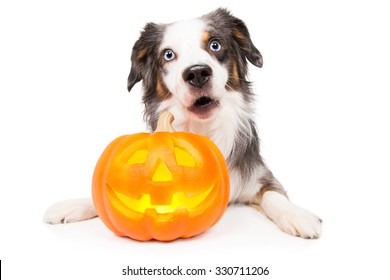 Australian Shepherd Dog with Halloween pumpkin looks surprised