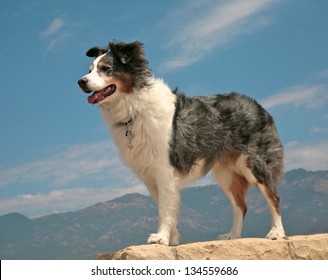 Australian Shepherd Dog In Heroic Pose Against Blue Sky